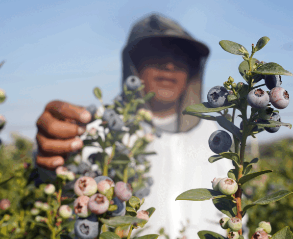 Ica envía el 14% de las 217,051 toneladas de arándanos exportadas por el Perú
