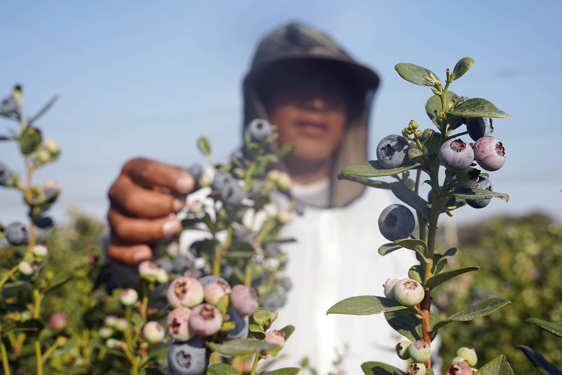Ica envía el 14% de las 217,051 toneladas de arándanos exportadas por el Perú
