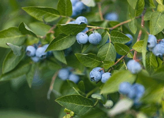 Lanzan la campaña “Cosechando Joyas” en la región Ica