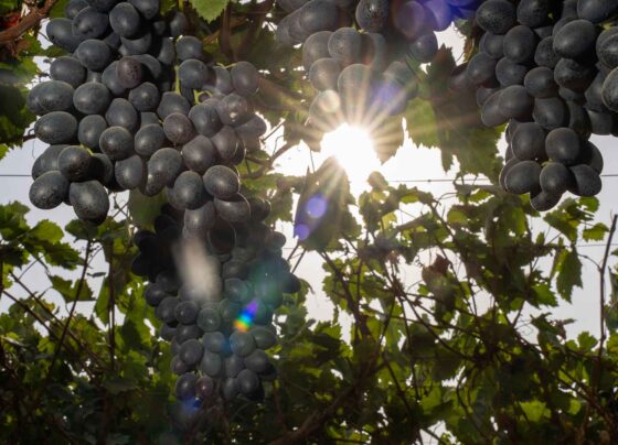 Ica aporta el 22 % de exportaciones de uva de mesa en el avance de la campaña 2025-2026