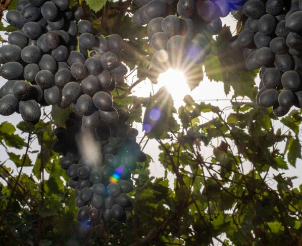 Ica aporta el 22 % de exportaciones de uva de mesa en el avance de la campaña 2025-2026