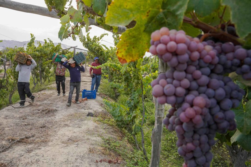 Con el corte de las uvas pisqueras, productores vitivinícolas de Ica inician su temporada de vendimia