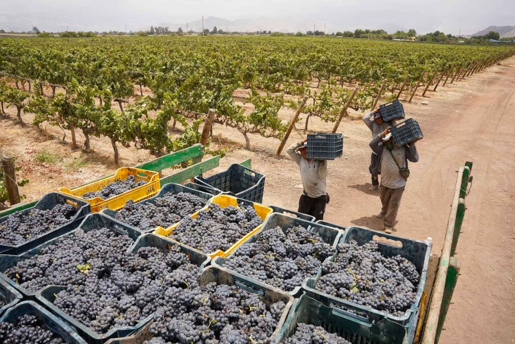Con el corte de las uvas pisqueras, productores vitivinícolas de Ica inician su temporada de vendimia
