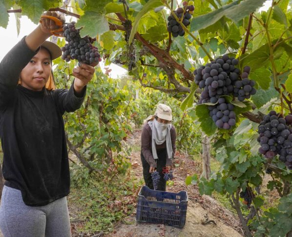 Con el corte de las uvas pisqueras, productores vitivinícolas de Ica inician su temporada de vendimia