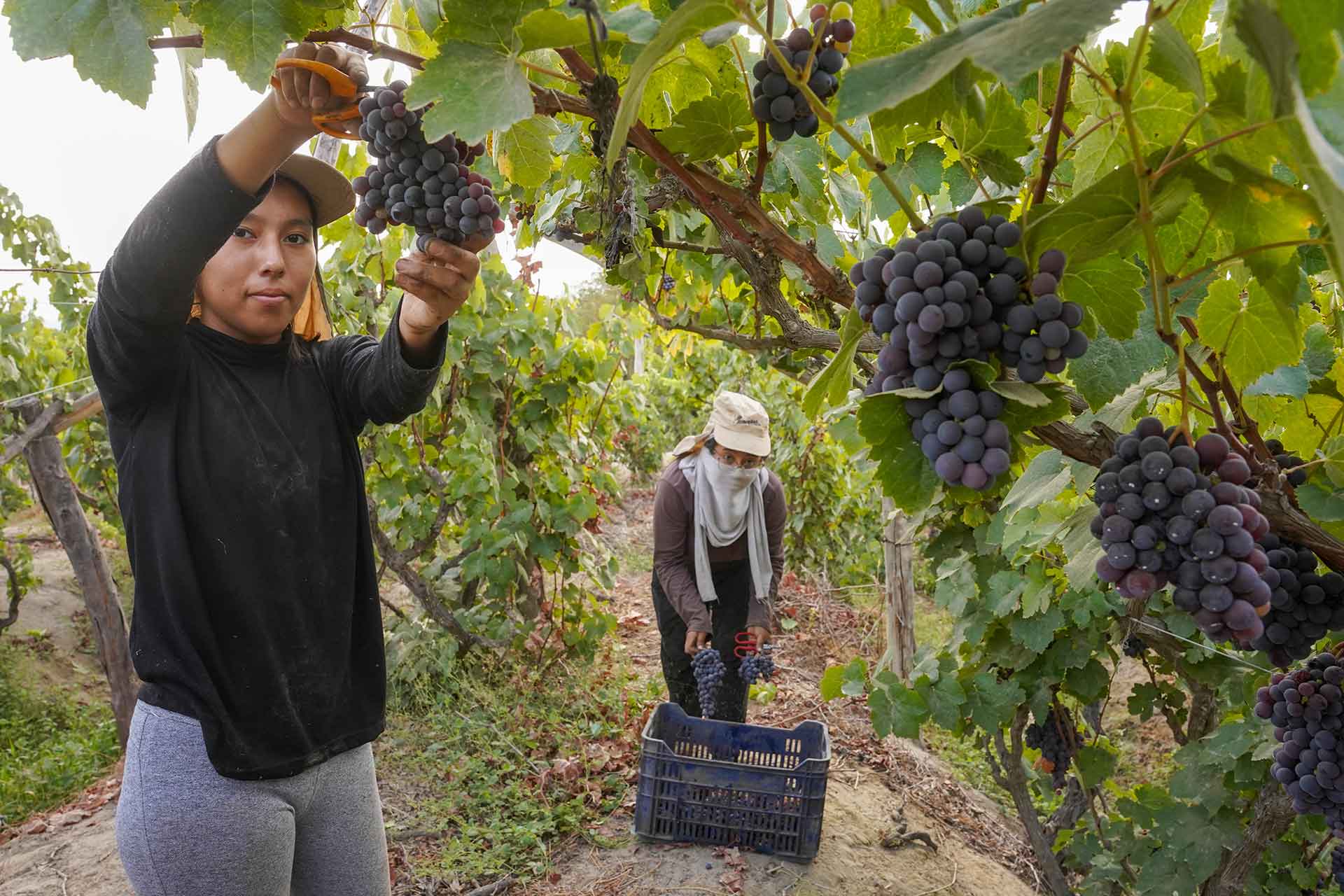 Con el corte de las uvas pisqueras, productores vitivinícolas de Ica inician su temporada de vendimia