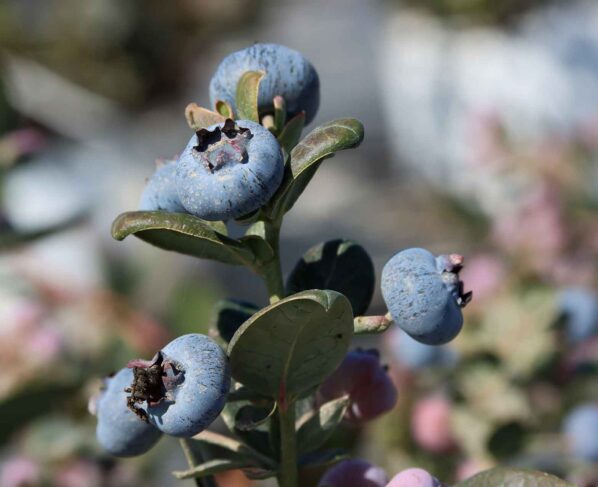 Perú consolida liderazgo mundial en exportaciones de arándano