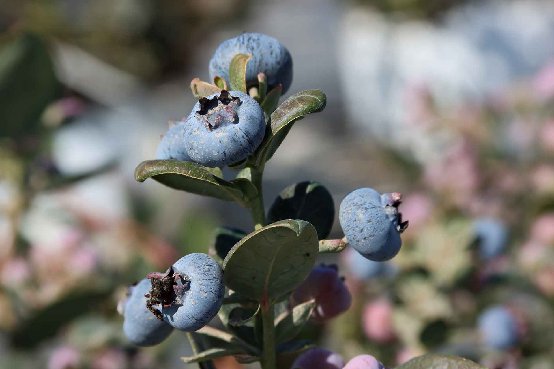 Perú consolida liderazgo mundial en exportaciones de arándano