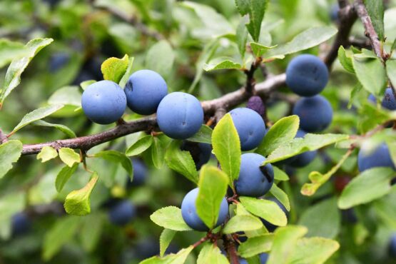 Ica se consolida como el tercer mayor exportador de arándanos del Perú