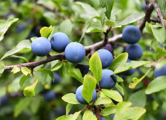 Ica se consolida como el tercer mayor exportador de arándanos del Perú