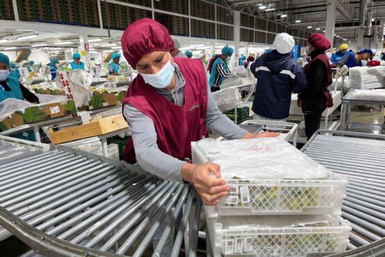 Ica se consolida como líder absoluto al aportar el 51 % de las exportaciones de uva de mesa