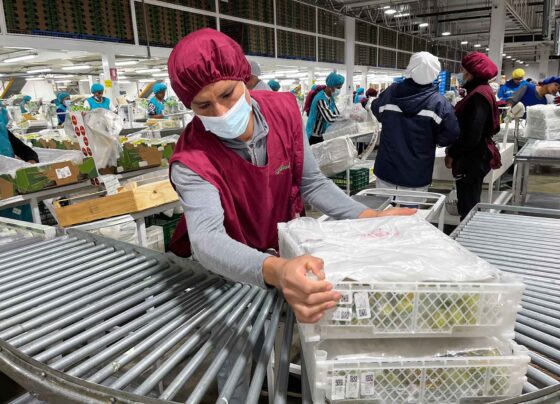 Ica se consolida como líder absoluto al aportar el 51 % de las exportaciones de uva de mesa