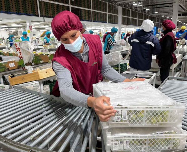 Ica se consolida como líder absoluto al aportar el 51 % de las exportaciones de uva de mesa
