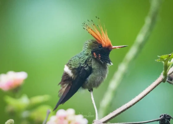 San-Martín-Moyobamba-elige-a-la-Coqueta-de-Cresta-Rufa-como-su-ave-emblemática