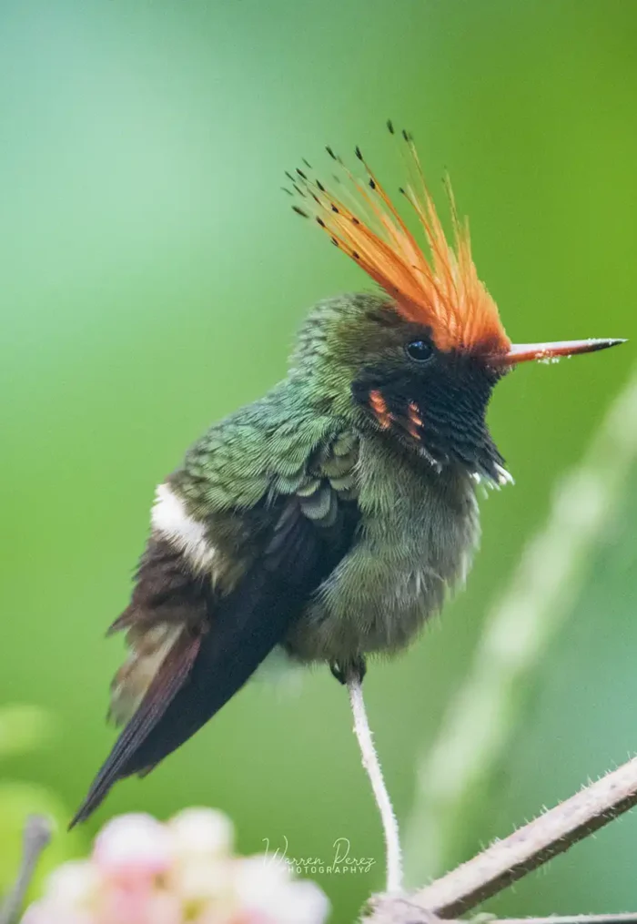 San-Martín-Moyobamba-elige-a-la-Coqueta-de-Cresta-Rufa-como-su-ave-emblemática