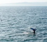 Inauguran la temporada de avistamiento de ballenas jorobadas 2026 en Piura