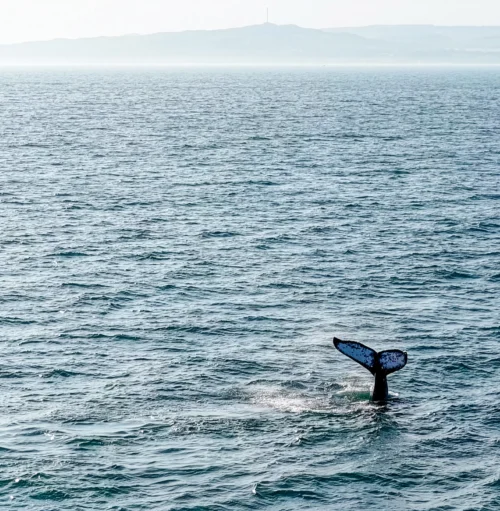 Inauguran la temporada de avistamiento de ballenas jorobadas 2026 en Piura