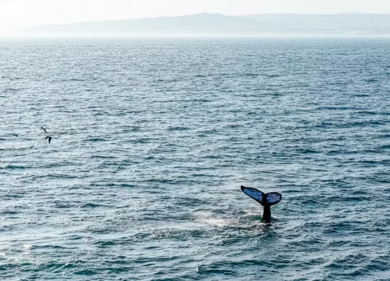 Inauguran la temporada de avistamiento de ballenas jorobadas 2026 en Piura
