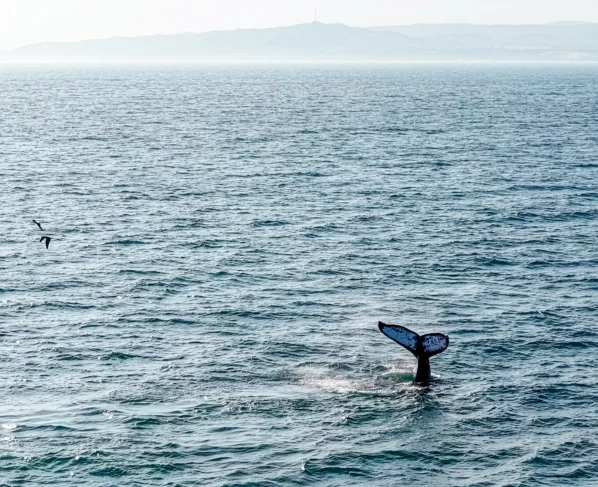 Inauguran la temporada de avistamiento de ballenas jorobadas 2026 en Piura