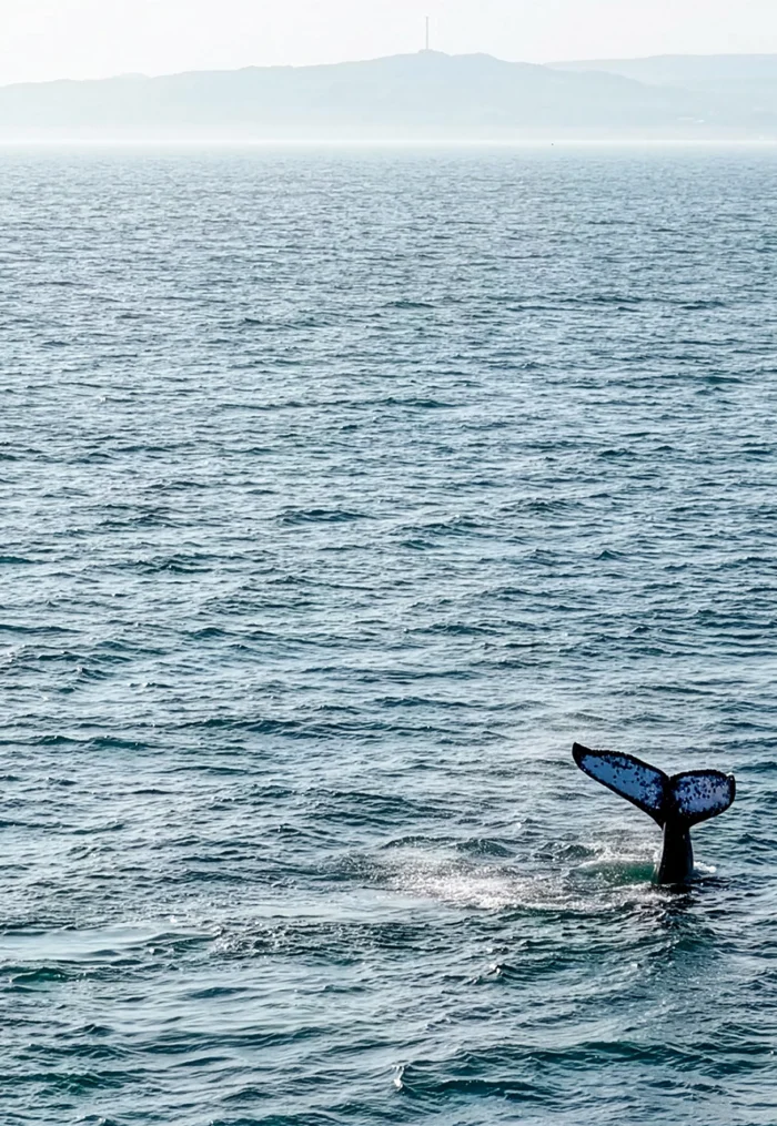 Inauguran la temporada de avistamiento de ballenas jorobadas 2026 en Piura