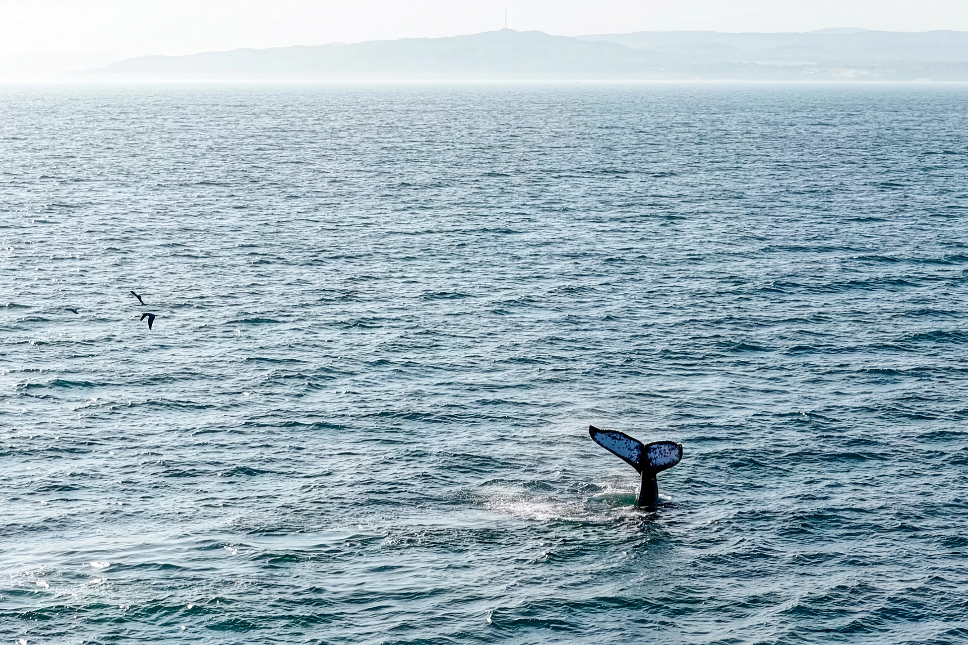 Inauguran la temporada de avistamiento de ballenas jorobadas 2026 en Piura