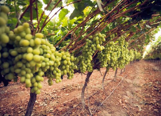 El Niño reducirá las exportaciones de uva de mesa en la campaña 2026-2027