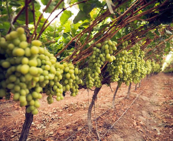 El Niño reducirá las exportaciones de uva de mesa en la campaña 2026-2027
