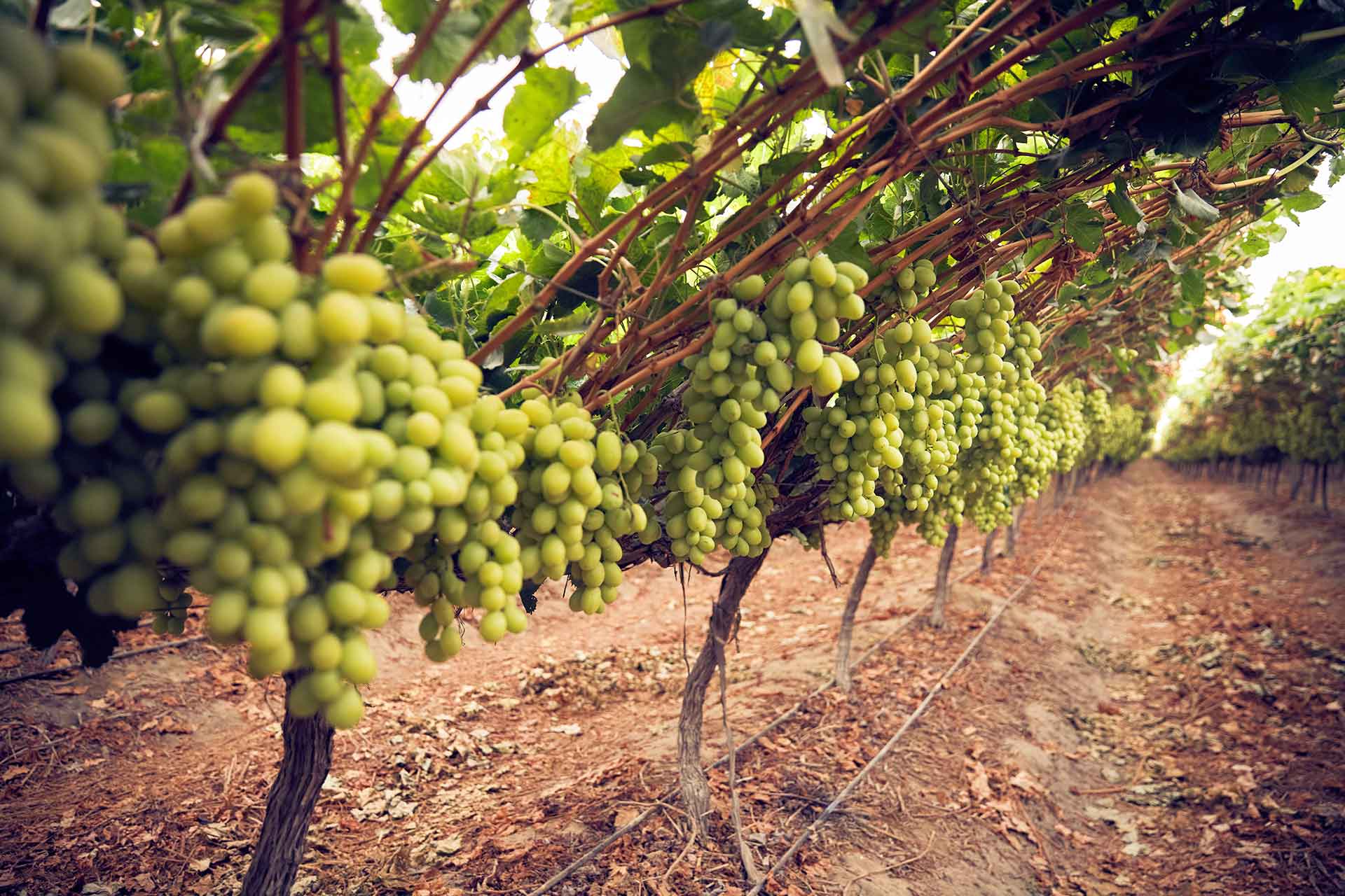 El Niño reducirá las exportaciones de uva de mesa en la campaña 2026-2027