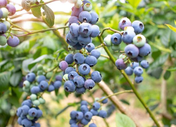 Ica entre las tres regiones líderes en exportación de arándanos al enviar más de 9300 toneladas