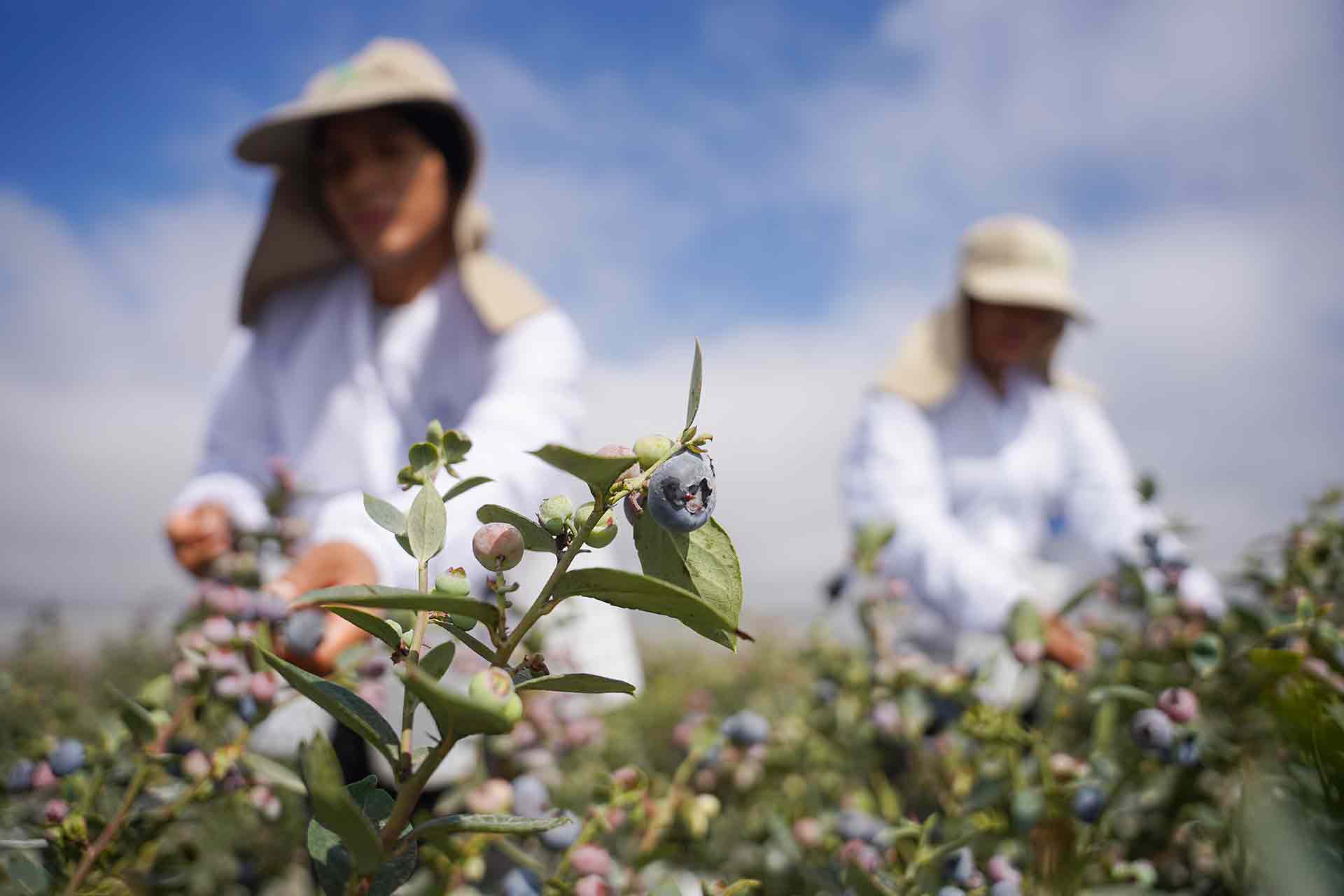 Ica se consolida en el segundo lugar tras exportar 33,283 toneladas de arándanos en la campaña 2026-2027